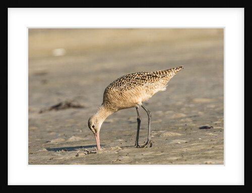 Side view of Marbled Godwit by Anonymous