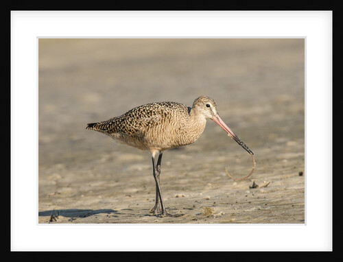 Side view of Marbled Godwit eating warm by Anonymous