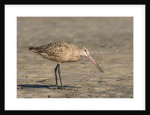 Side view of Marbled Godwit by Anonymous