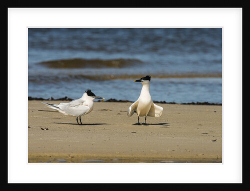 View of Royal Tern on sandy beach by Anonymous