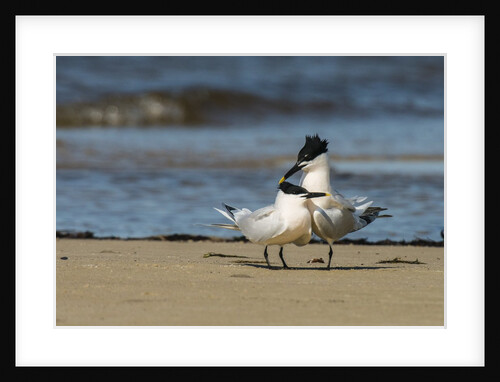 View of Royal Tern on sandy beach by Anonymous