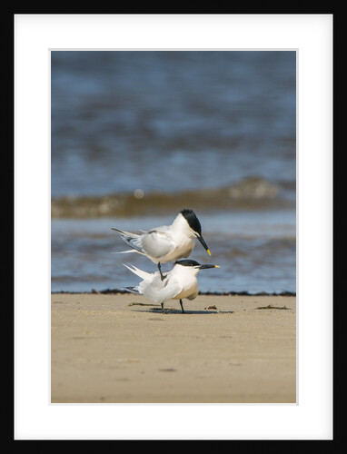 View of Royal Tern on sandy beach by Anonymous