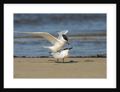 View of Royal Tern on sandy beach by Anonymous