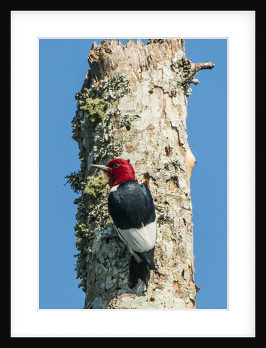View of Red-headed Woodpecker by Anonymous