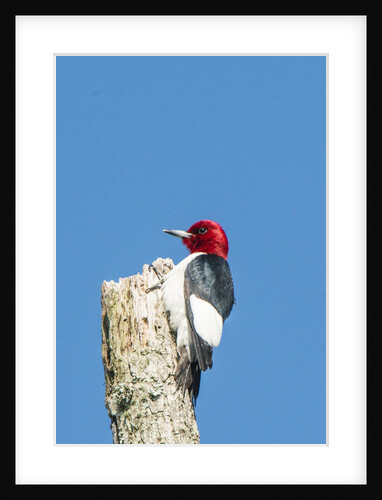 View of Red-headed Woodpecker by Anonymous