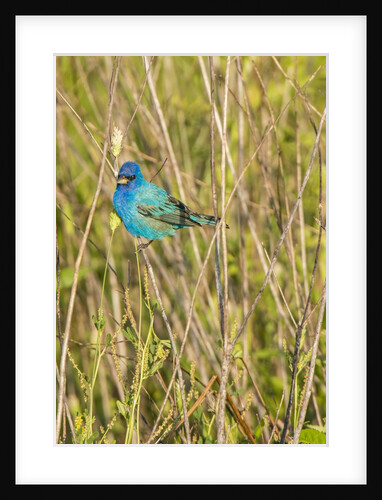 View of Indigo Bunting perching on twig by Anonymous