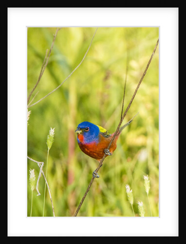 View of Indigo Painted Bunting perching on twig by Anonymous