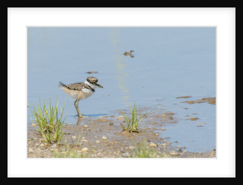 Side view of Killdeer wading in water by Anonymous