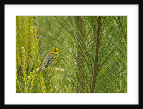 Side view of Prairie Warbler perching on twig by Anonymous