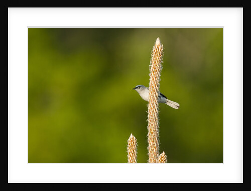 Side view of Bluegray Gnatcatcher perching on twig by Anonymous