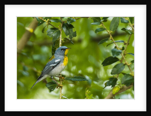 Side view of Northern Parula perching on twig by Anonymous