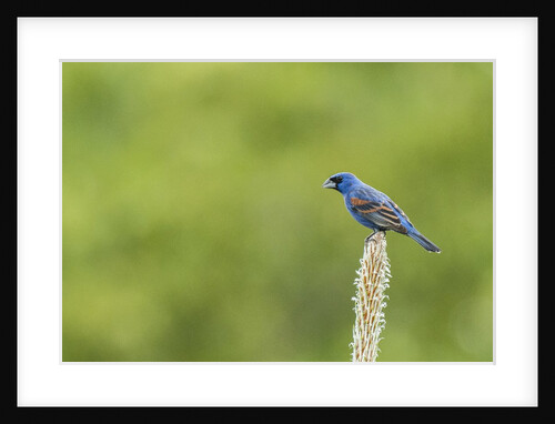 Blue Grosbeak perching on plant by Anonymous