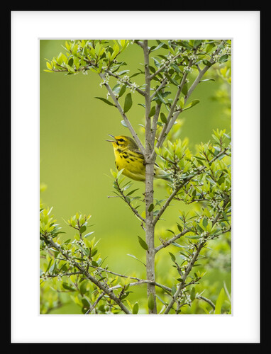 Prairie Warbler perching on small tree by Anonymous