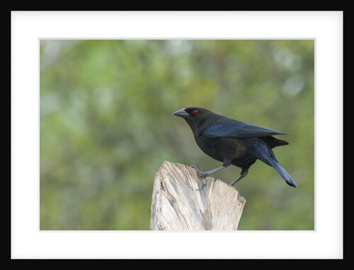 Bronzed Cowbird perching on tree trunk by Anonymous