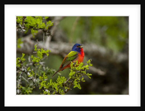 Painted Bunting perching on twig by Anonymous