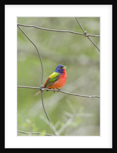 Painted Bunting perching on wire fence by Anonymous