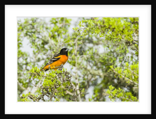 Baltimore Oriole by Anonymous
