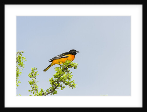 Baltimore Oriole by Anonymous