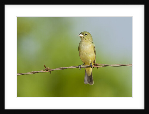 Olive Sparrow by Anonymous