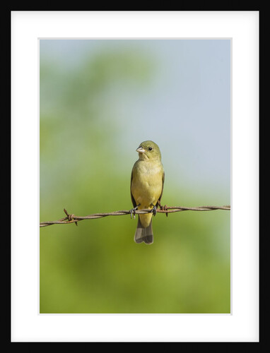Olive Sparrow by Anonymous
