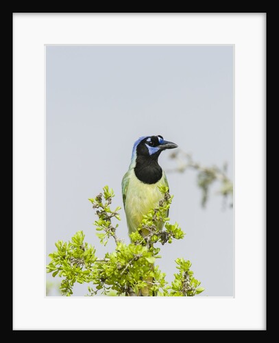 Green Jay by Anonymous