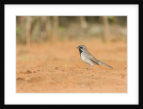 Black-throated Sparrow by Anonymous