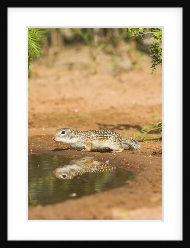 Mexican Ground Squirrel by Anonymous