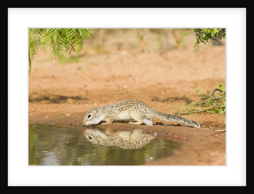 Mexican Ground Squirrel by Anonymous