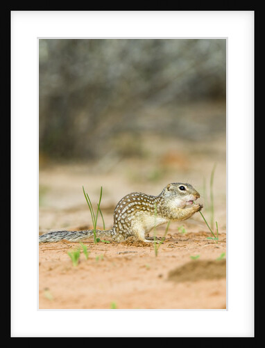 Mexican Ground Squirrel by Anonymous