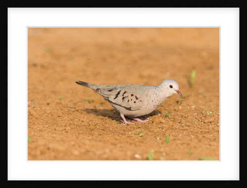 Common Ground Dove by Anonymous