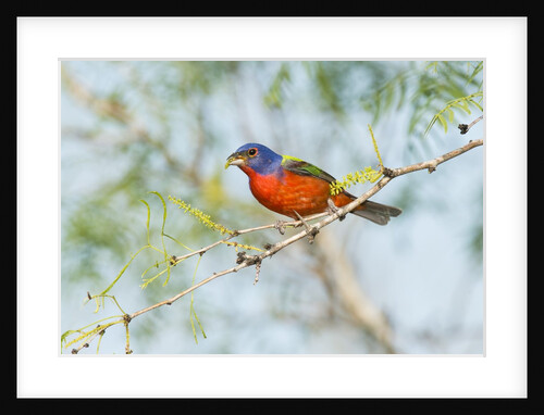 Painted Bunting by Anonymous