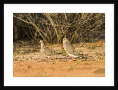 Mourning Dove by Anonymous