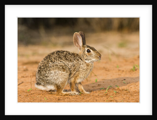 Eastern Cottontail Rabbit by Anonymous