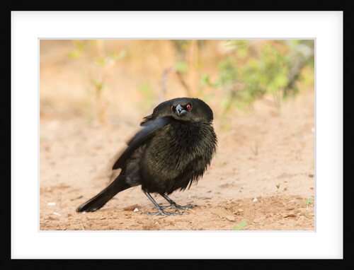 Bronzed Cowbird by Anonymous