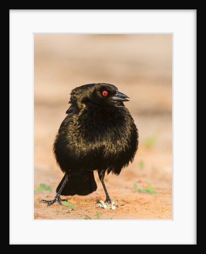 Bronzed Cowbird by Anonymous