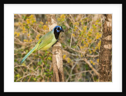 Green Jay by Anonymous