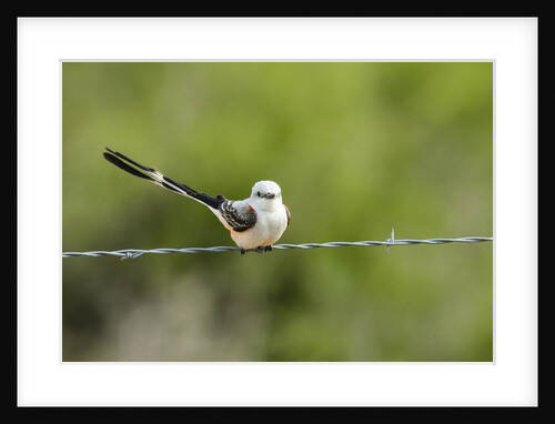 Scissor-tailed Flycatcher by Anonymous