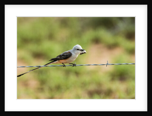 Scissor-tailed Flycatcher by Anonymous