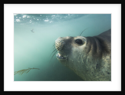 Elephant seal in Livingstone Island, Antarctica by Anonymous