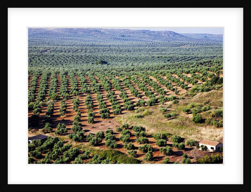 Olive trees seen from town of Banos de la Encina in Spain by Anonymous