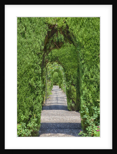 Archway of trees in the gardens of the Alhambra Palace by Anonymous