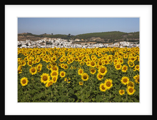Sunflower fields near the white town of Bornos by Anonymous