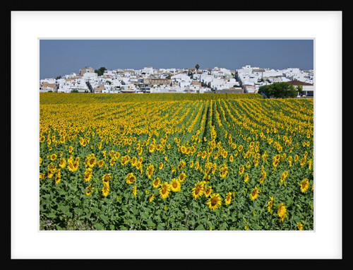 Sunflower fields near the white town of Villamartin, Spain by Anonymous
