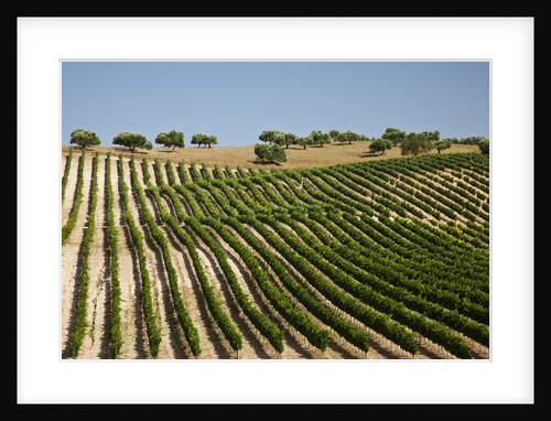 Vineyard field and olive grove in Spain by Anonymous