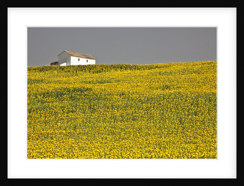 White house above sunflower field in Spain by Anonymous