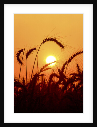 Wheat plants in silhouette by Anonymous