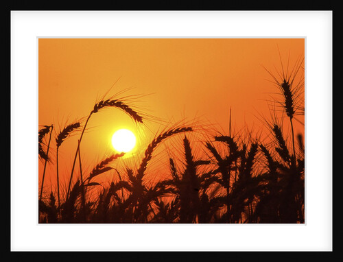 Wheat plants in silhouette by Anonymous