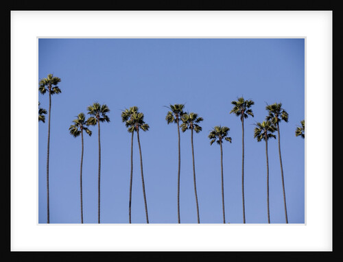 Row of palm trees by Anonymous
