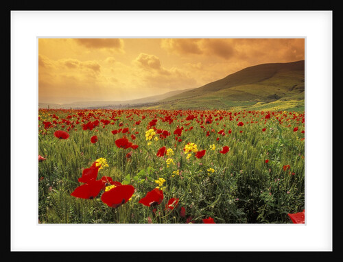 Red wild poppies in Galilee by Anonymous