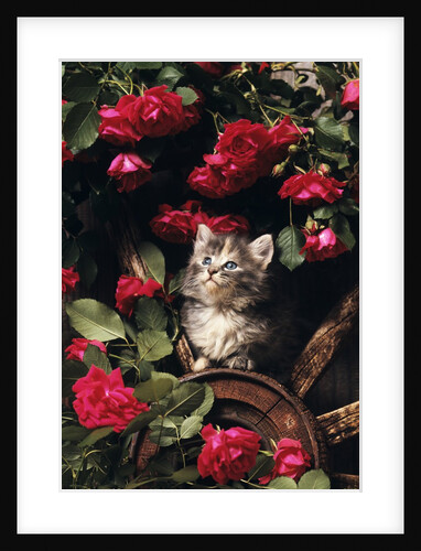 1980s blue calico longhaired kitten amid red roses by Anonymous